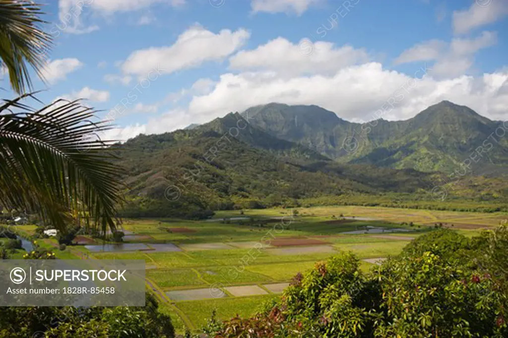 Taro Fields, North Shore, Kauai, Hawaii, USA