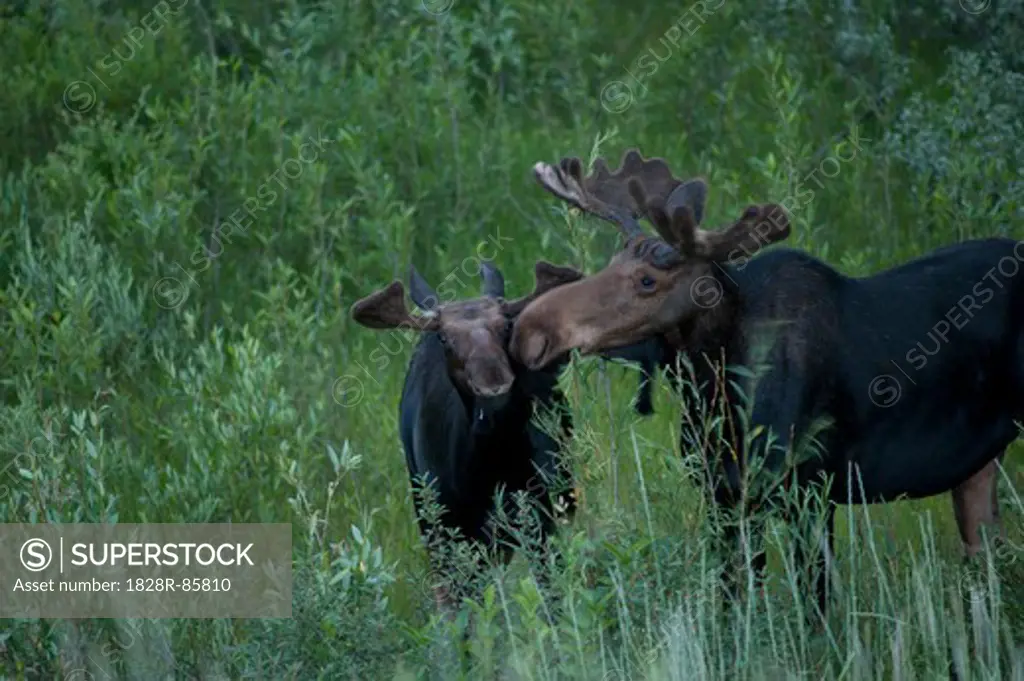 Moose with Calf, Yellowstone National Park, Wyoming, USA