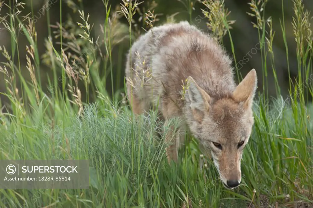 Portrait of Coyote, Yellowstone National Park, Wyoming, USA