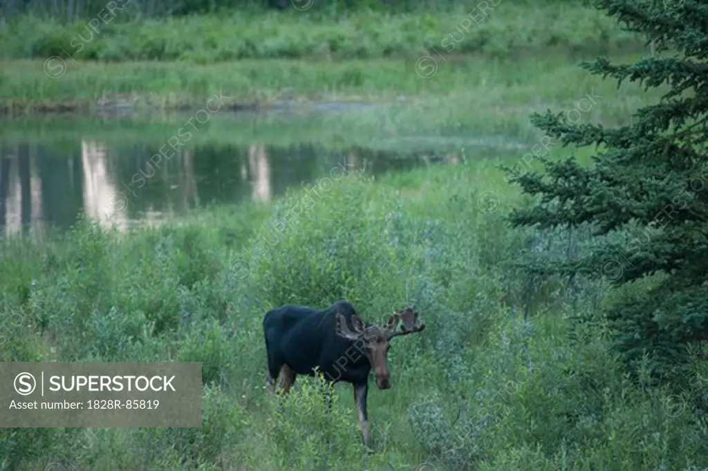 Moose near Lake, Yellowstone National Park, Wyoming, USA