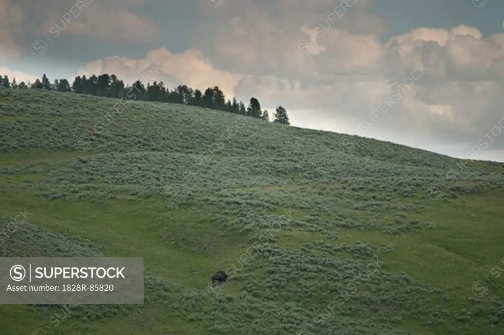 Bison on Hillside, Yellowstone National Park, Wyoming, USA