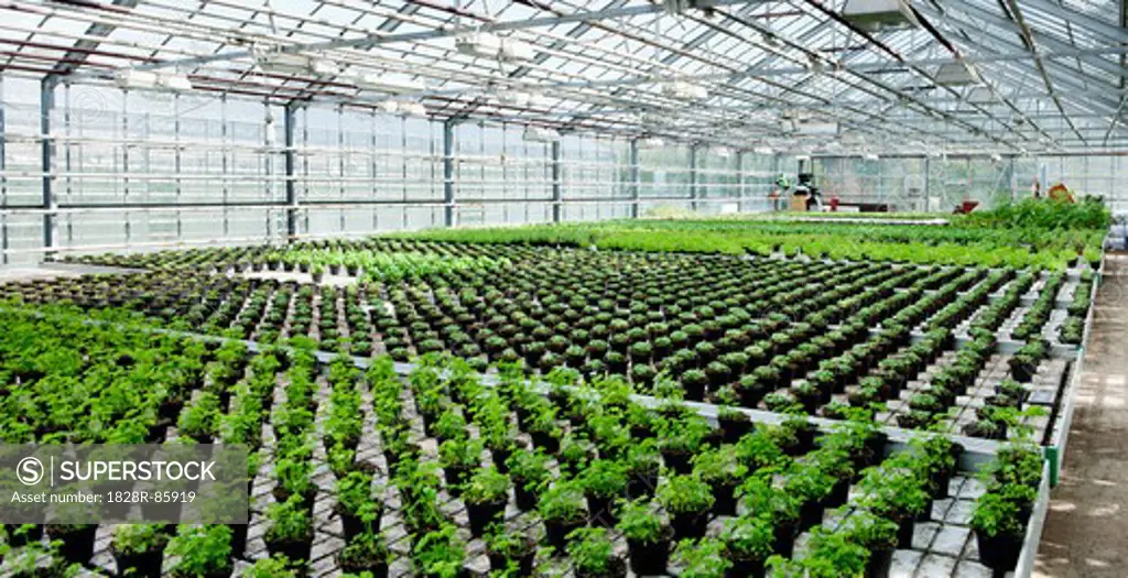 Organic Herbs in Greenhouse, Laugaras, South Iceland, Iceland