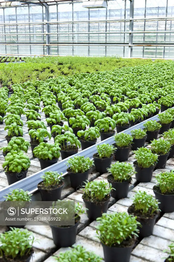 Organic Herbs in Greenhouse, South Iceland, Iceland