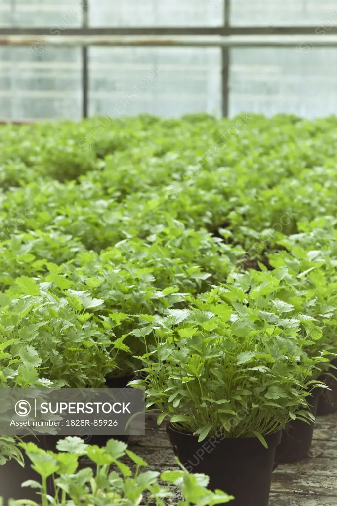 Organic Coriander in Greenhouse, Laugaras, South Iceland, Iceland