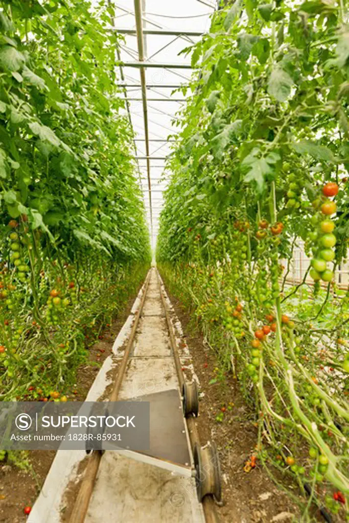 Organic Cherry Tomatos in Greenhouse, Laugaras, South Iceland, Iceland