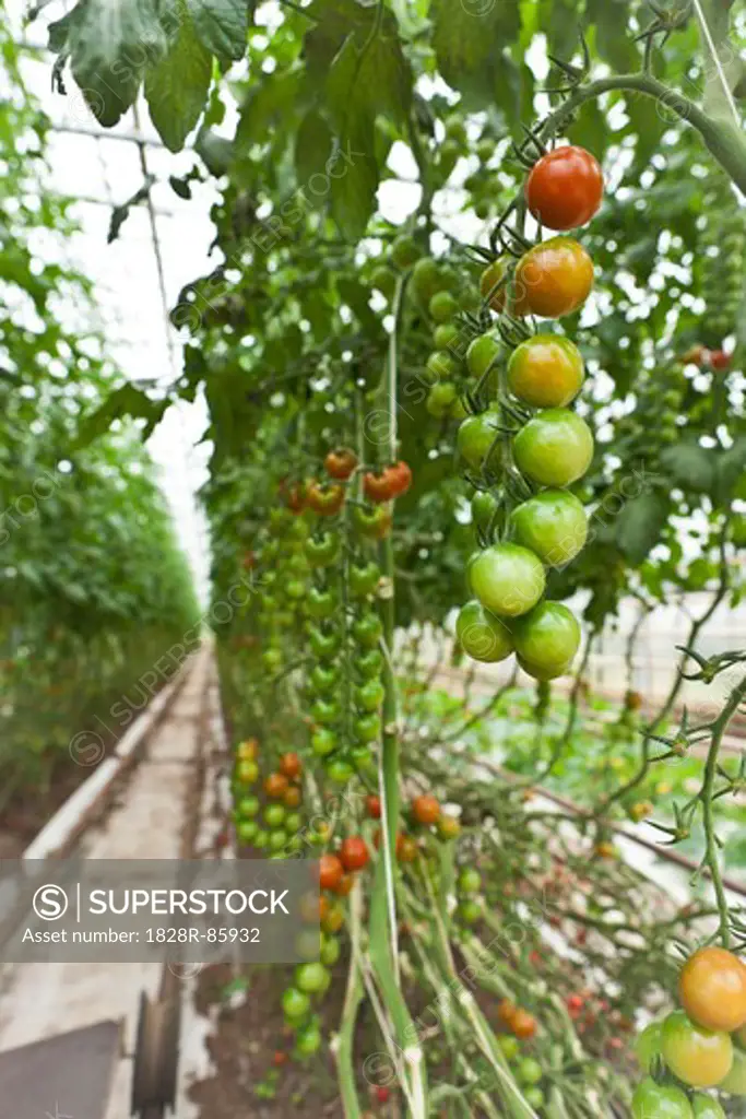 Organic Cherry Tomatos in Greenhouse, Laugaras, South Iceland, Iceland
