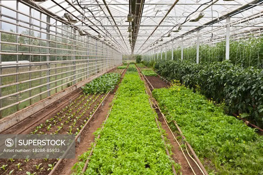 Organic Plants in Greenhouse, Laugaras, South Iceland, Iceland