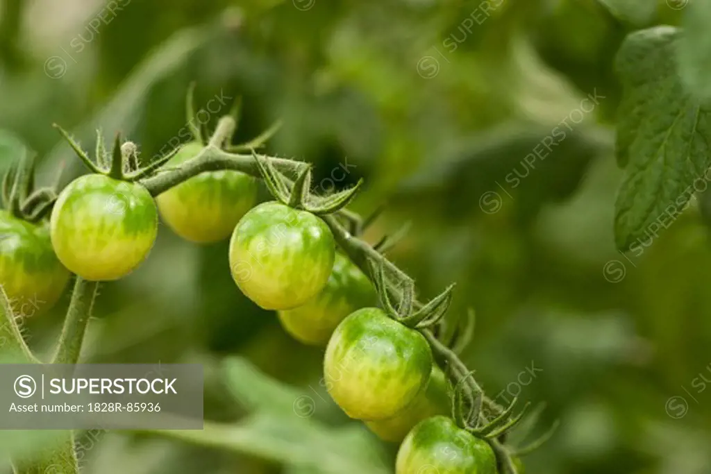 Organic Cherry Tomatoes Growing in Greenhouse, Laugaras, South Iceland, Iceland