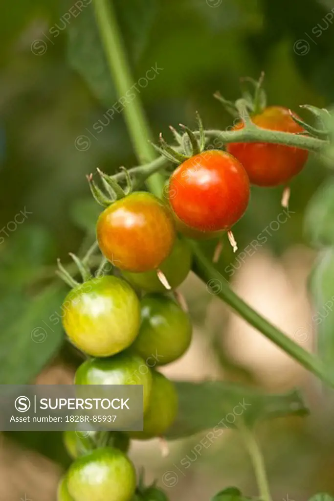 Organic Cherry Tomatoes Growing in Greenhouse, Laugaras, South Iceland, Iceland