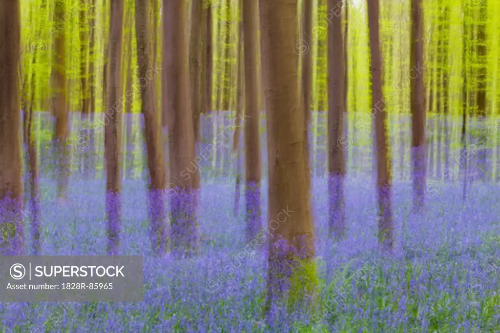 European Beech Forest and Bluebells, Hallerbos, Halle, Flemish Brabant, Flanders, Belgium