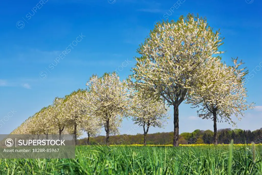 Cherry Trees, Swisttal, Rhein-Sieg-Kreis, North Rhine-Westphalia, Germany