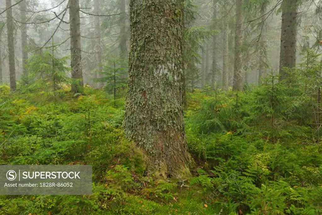 Spruce Forest, Black Forest, Baden-Wurttemberg, Germany