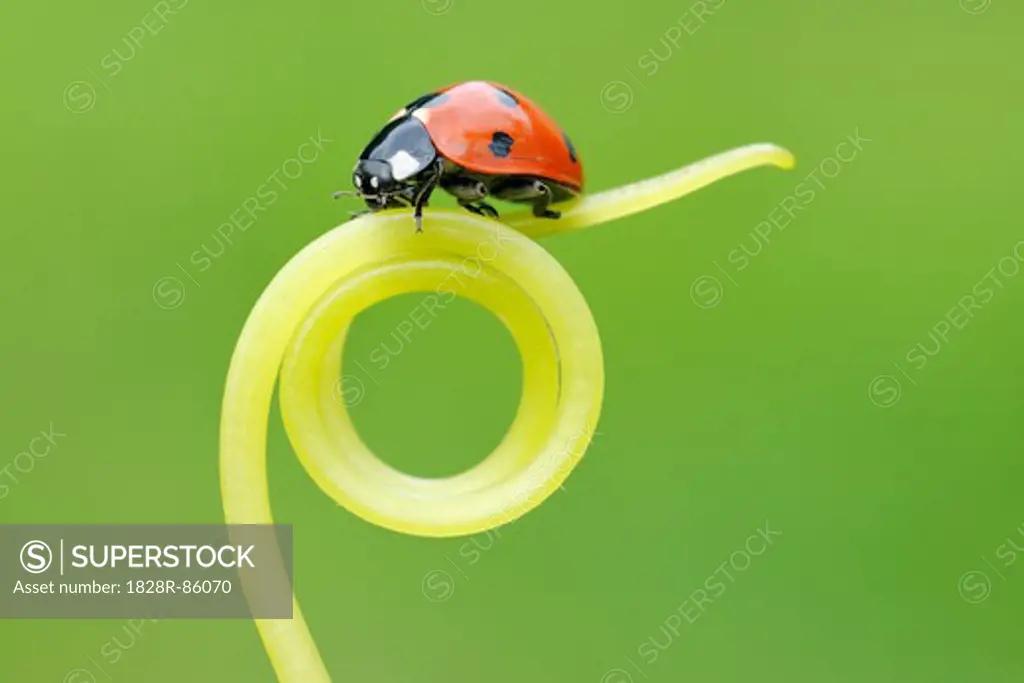 Seven Spot Ladybird on Tendril