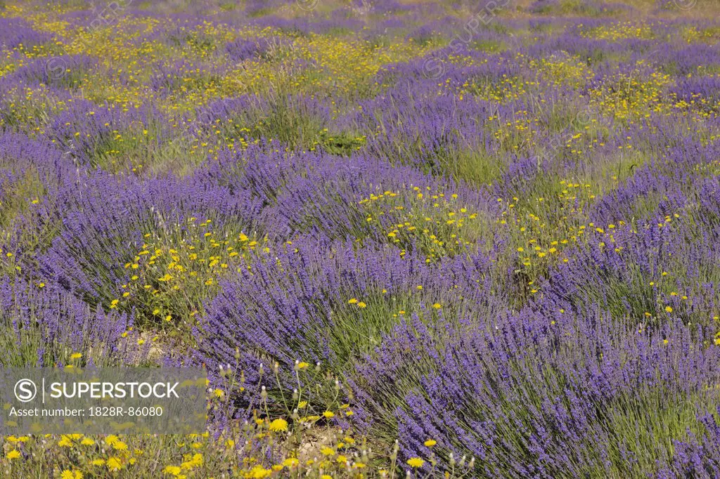 English Lavender Field with Yellow Flowers, Vaucluse, Alpes-de-Haute-Provence, Provence-Alpes-Cote d´Azur, Provence, France