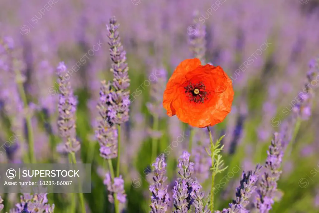 Shirley Poppy in English Lavender, Valensole, Valensole Plateau, Alpes-de-Haute-Provence, Provence-Alpes-Cote d´Azur, Provence, France