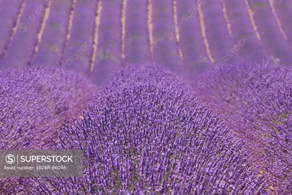 English Lavender Field, Valensole, Valensole Plateau, Alpes-de-Haute-Provence, Provence-Alpes-Cote d´Azur, Provence, France