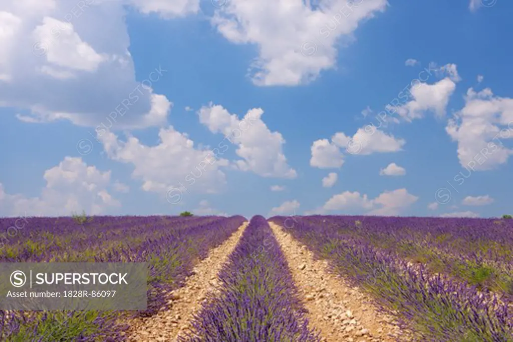 English Lavender Field, Valensole, Valensole Plateau, Alpes-de-Haute-Provence, Provence-Alpes-Cote d´Azur, Provence, France