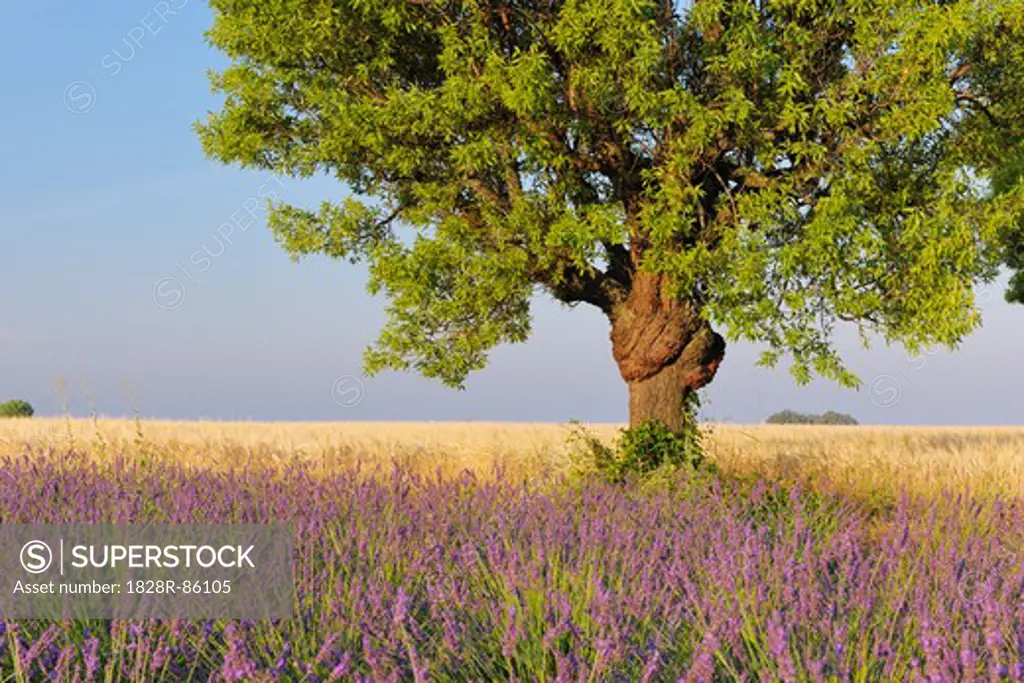 English Lavender Field with Tree, Valensole, Valensole Plateau, Alpes-de-Haute-Provence, Provence-Alpes-Cote d´Azur, Provence, France