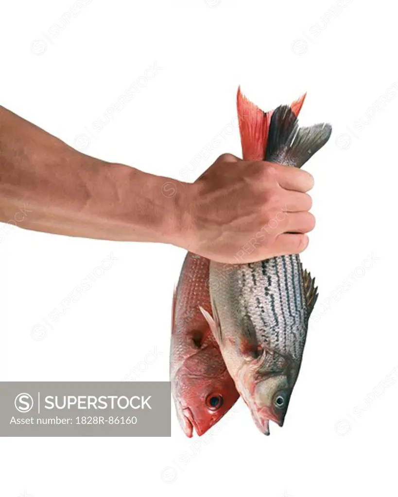 Hand holding Fish