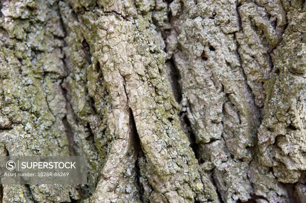 Texture of Tree Bark, Ontario, Canada
