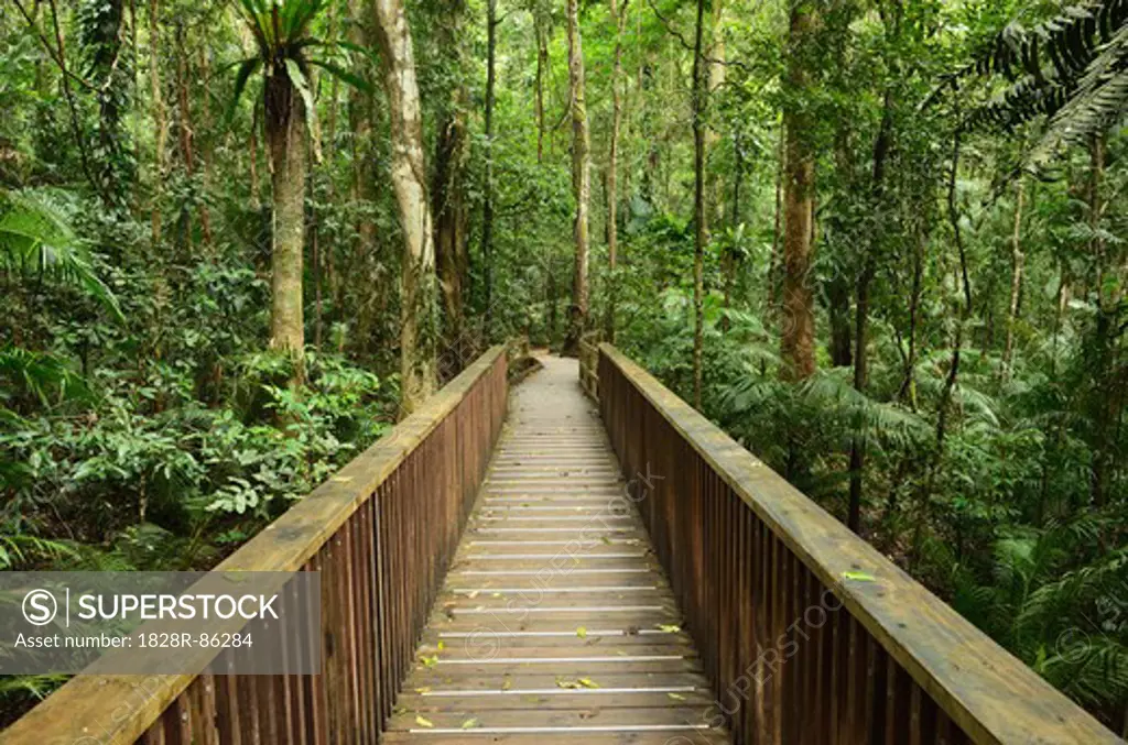 Boardwalk through Rainforest, Daintree National Park, Queensland, Australia