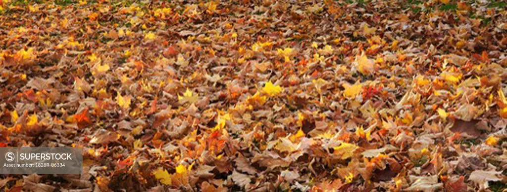 Autumn Leaves, Ontario, Canada