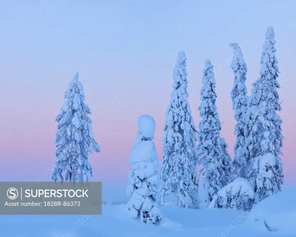 Snow Covered Spruce Trees at Dusk, Nissi, Northern Ostrobothnia, Finland