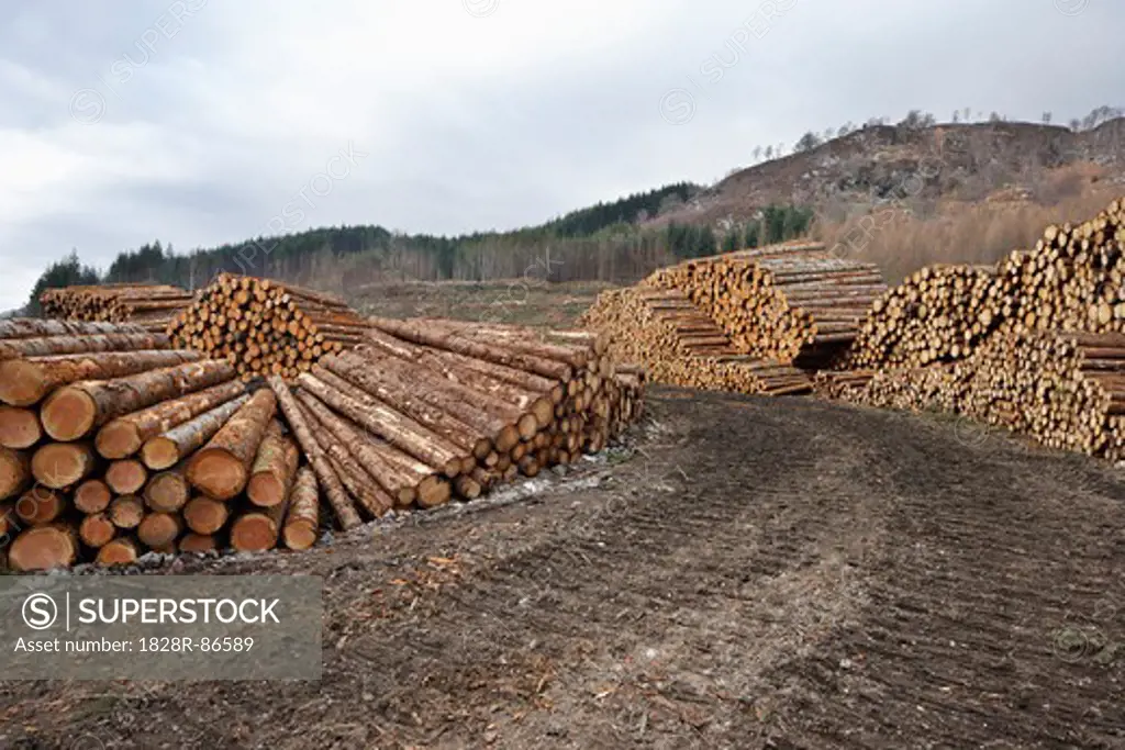 Piles of Logs, Scotland