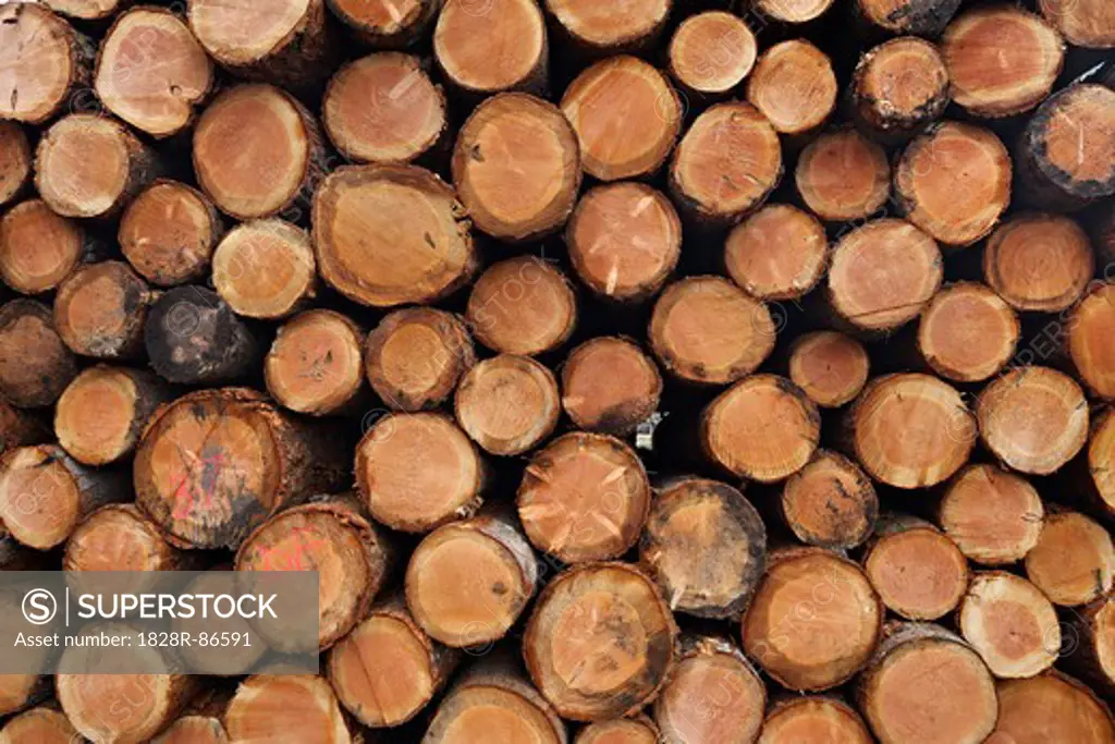 Pile of Logs, Scotland