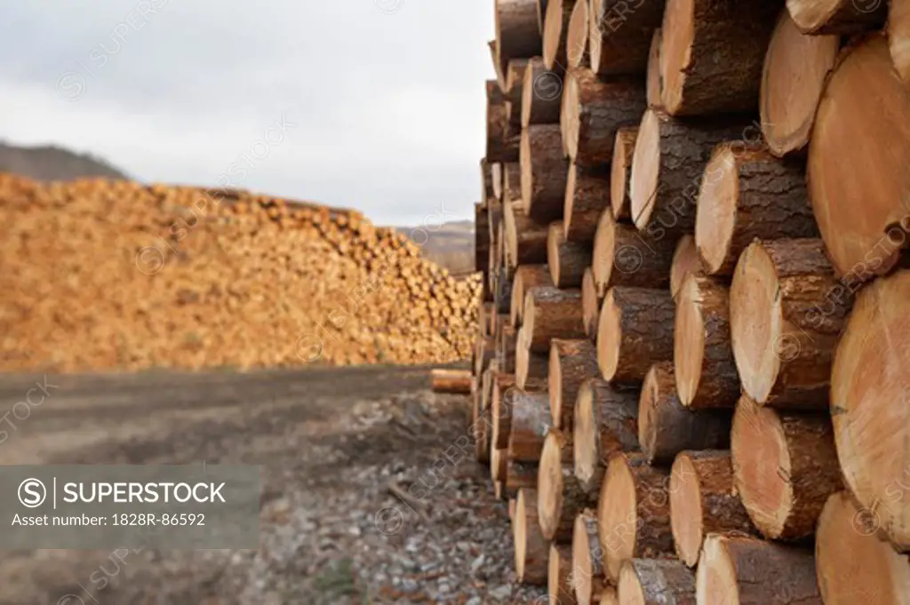 Piles of Logs, Scotland