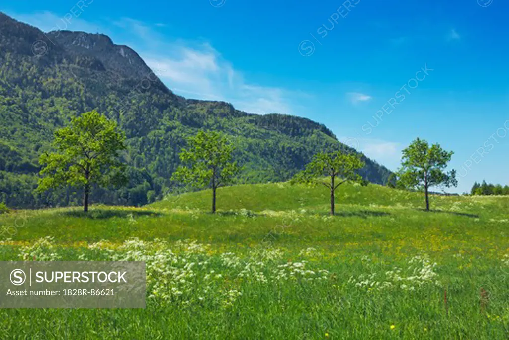 Meadow with Trees, Bad Ischl, Upper Austria, Austria