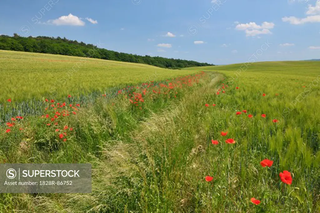 Red Poppies in Field of Grain, Blankenburg, Harz, Saxony-Anhalt, Germany