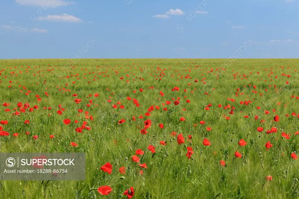 Red Poppies in Field of Grain, Blankenburg, Harz, Saxony-Anhalt, Germany
