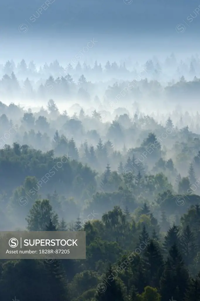 Morning Mist in Forest, Isar Valley, Wolfratshausen, Upper Bavaria, Bavaria, Germany