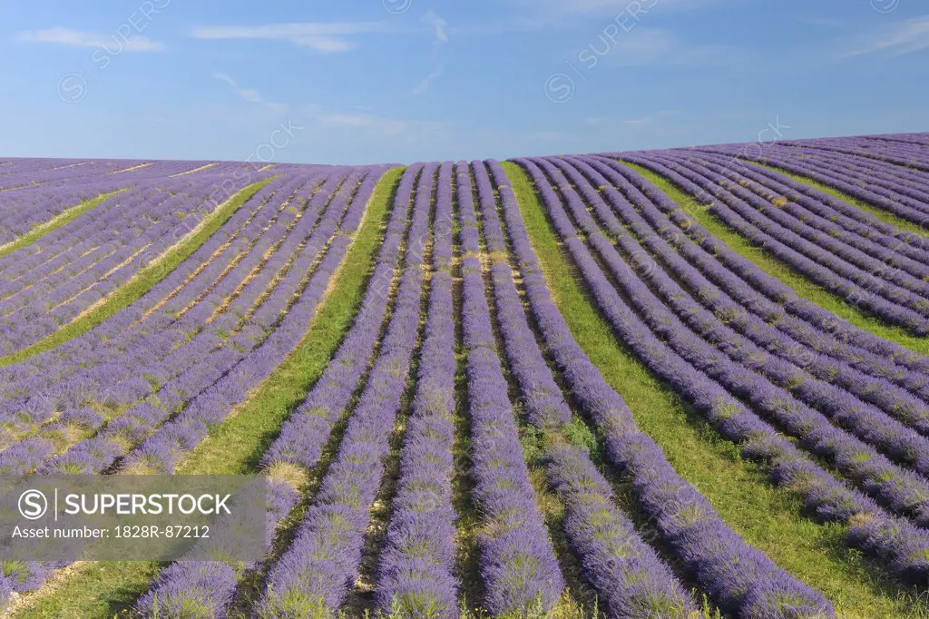 English Lavender Field, Valensole, Valensole Plateau, Alpes-de-Haute-Provence, Provence-Alpes-Cote d´Azur, France