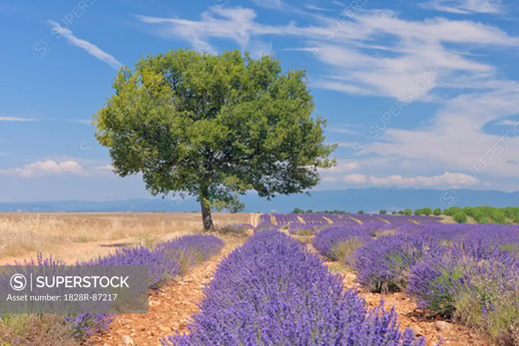 English Lavender Field with Tree, Valensole, Valensole Plateau, Alpes-de-Haute-Provence, Provence-Alpes-Cote d´Azur, France