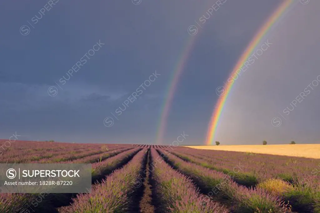 Double Rainbow over English Lavender Field, Valensole, Valensole Plateau, Alpes-de-Haute-Provence, Provence-Alpes-Cote d´Azur, France
