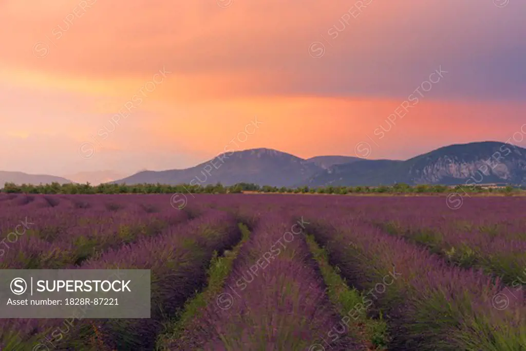 English Lavender Field at Sunset, Valensole, Valensole Plateau, Alpes-de-Haute-Provence, Provence-Alpes-Cote d´Azur, France