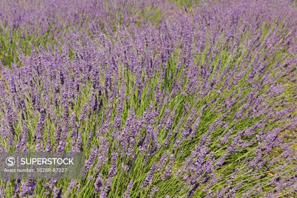 Close-up of English Lavender Field, Valensole, Valensole Plateau, Alpes-de-Haute-Provence, Provence-Alpes-Cote d´Azur, France