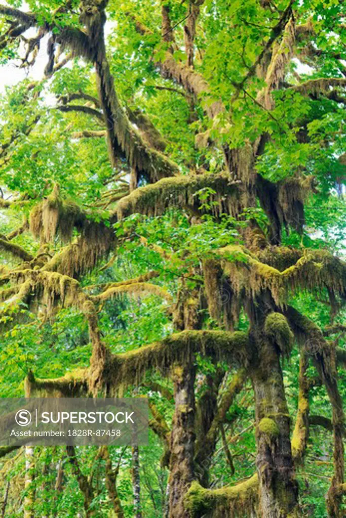 Moss Covered Bigleaf Maple Trees, Hoh River Valley, Olympic National Park, Washington, USA