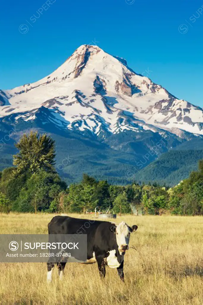 Cultural landscape with Mount Hood and Cow in Field, Odell, Hood River County, Oregon, USA