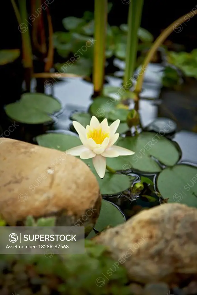 Lotus Flower, Bradford, Ontario, Canada