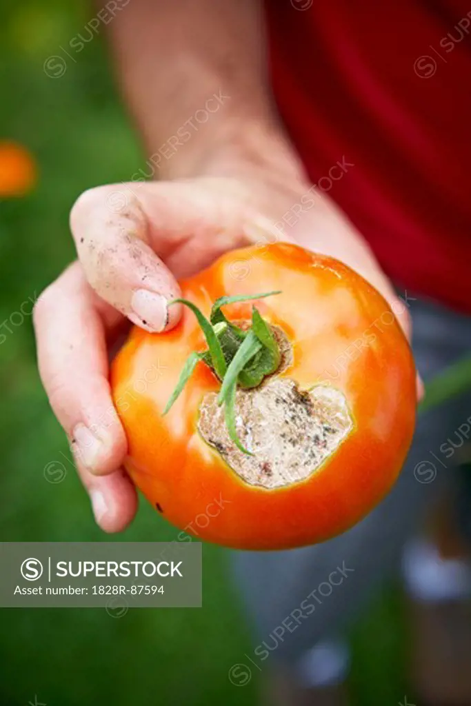 Gardener Holding Rotten Tomato, Bradford, Ontario, Canada
