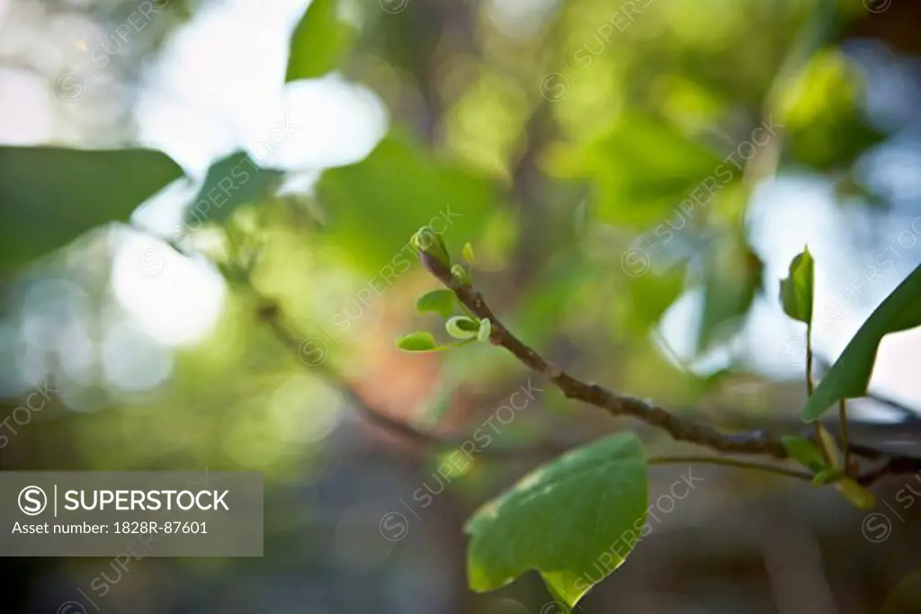 Springtime Buds, Bradford, Ontario, Canada