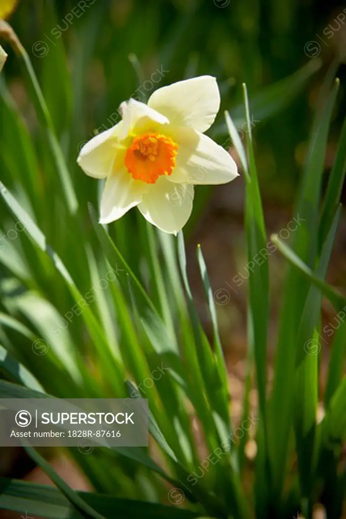Daffodil, Bradford, Ontario, Canada