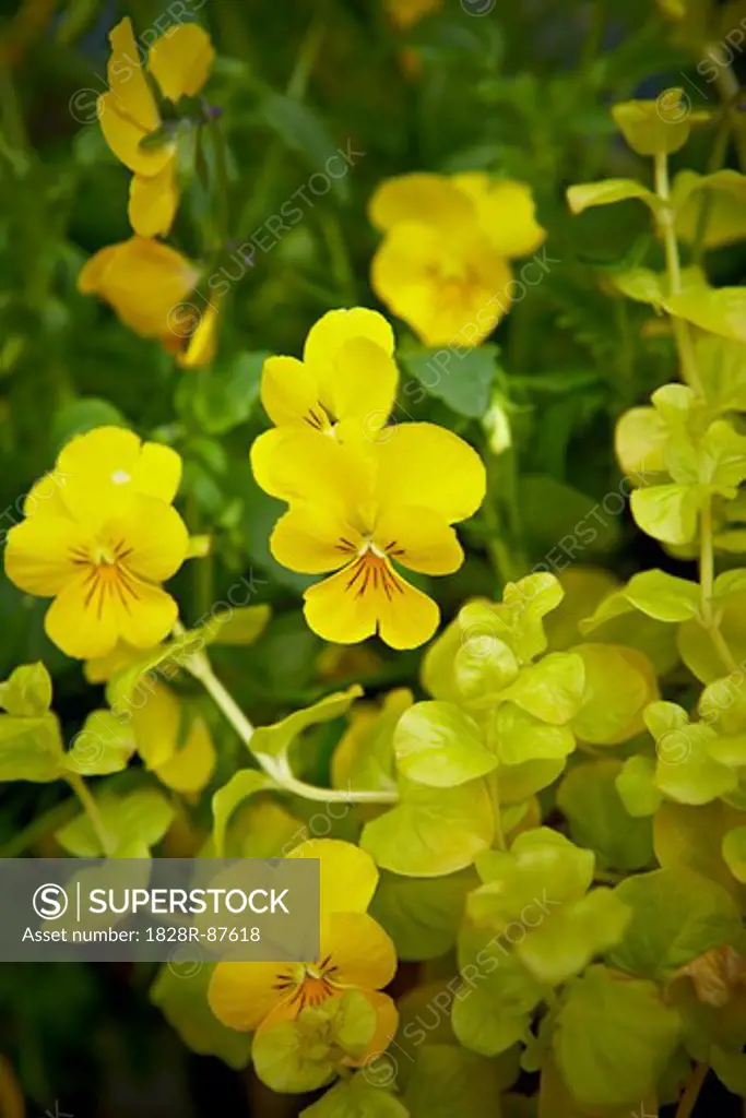 Viola Flowers, Bradford, Ontario, Canada