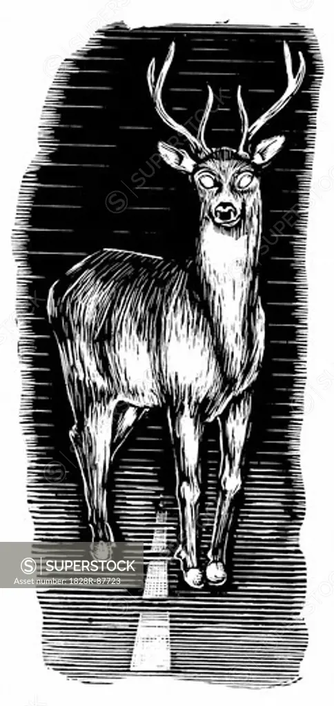 Illustration of Deer in Headlights