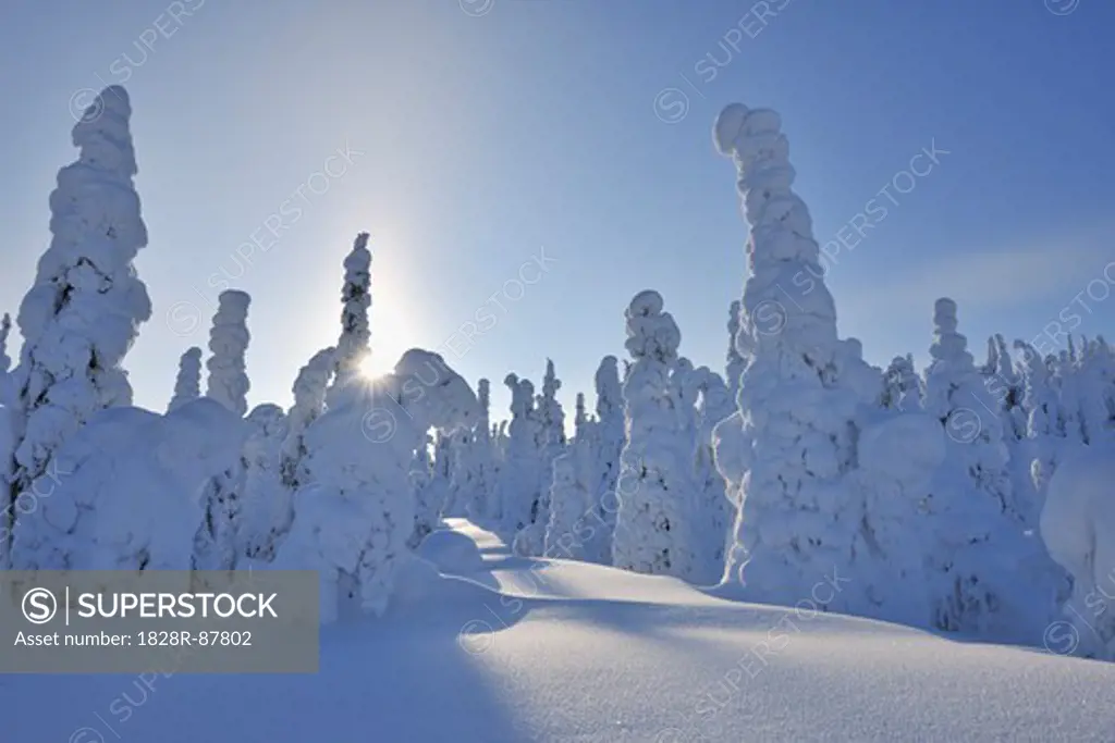 Sun through Snow Covered Trees, Rukatunturi, Kuusamo, Northern Ostrobothnia, Finland
