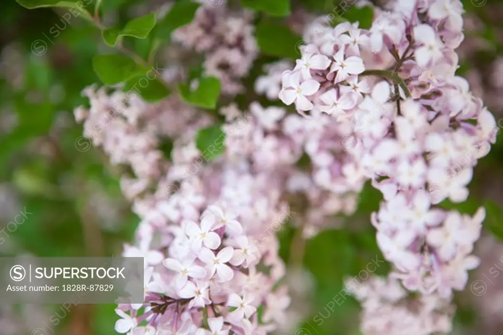 Close-up of Lilacs