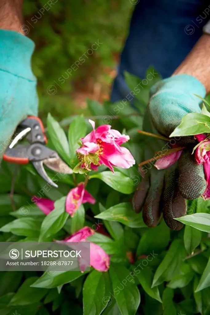 Gardener Pruning Peonies, Toronto, Ontario, Canada